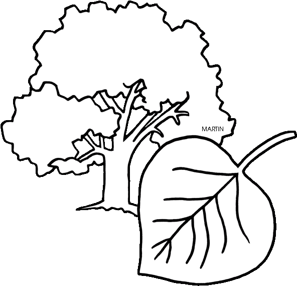 Tree Clipart Clipart Cottonwood Tree - Alabama - Png Download (648x624), Png Download