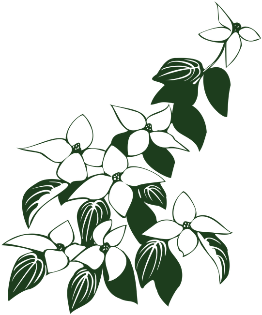 Dogwood Tree Drawing 6, Buy Clip Art - Dogwood Flower Line Drawing - Png Download (600x720), Png Download