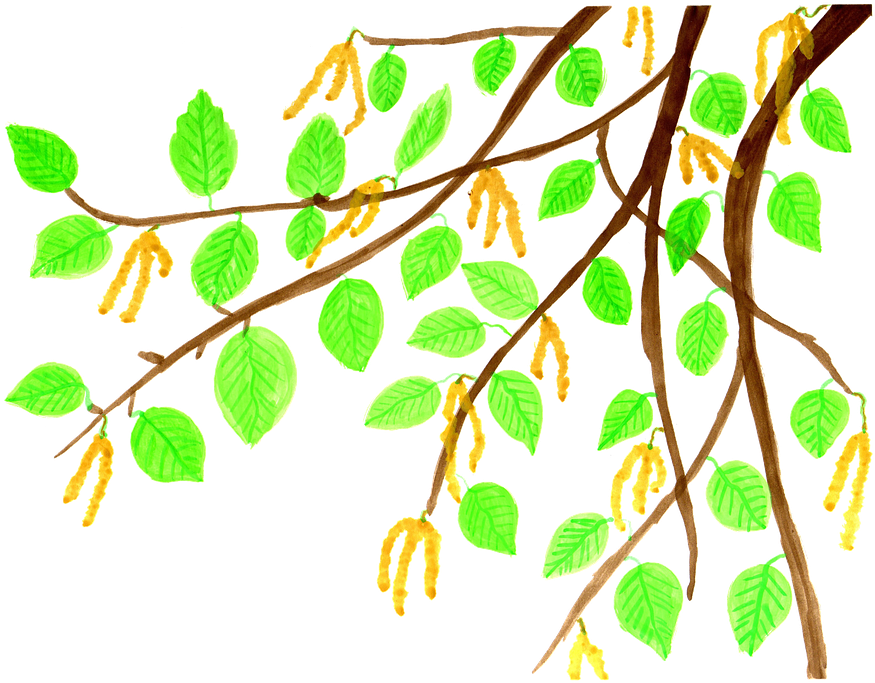 Branch Leaves Cliparts 20, Buy Clip Art - ธรรมชาติ การ์ตูน Png Transparent Png (958x720), Png Download