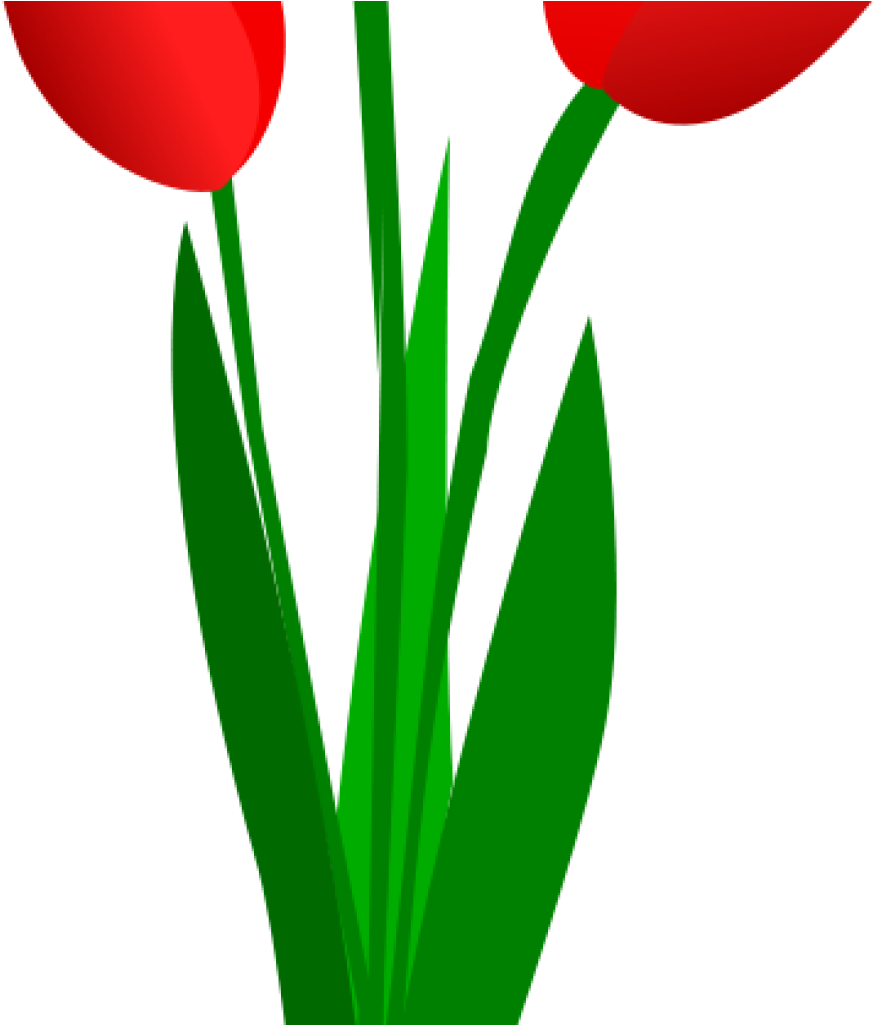 Tulip Clip Art Free Clipart Three Red Tulips Olku Plant - Clip Art - Png Download (1024x1024), Png Download