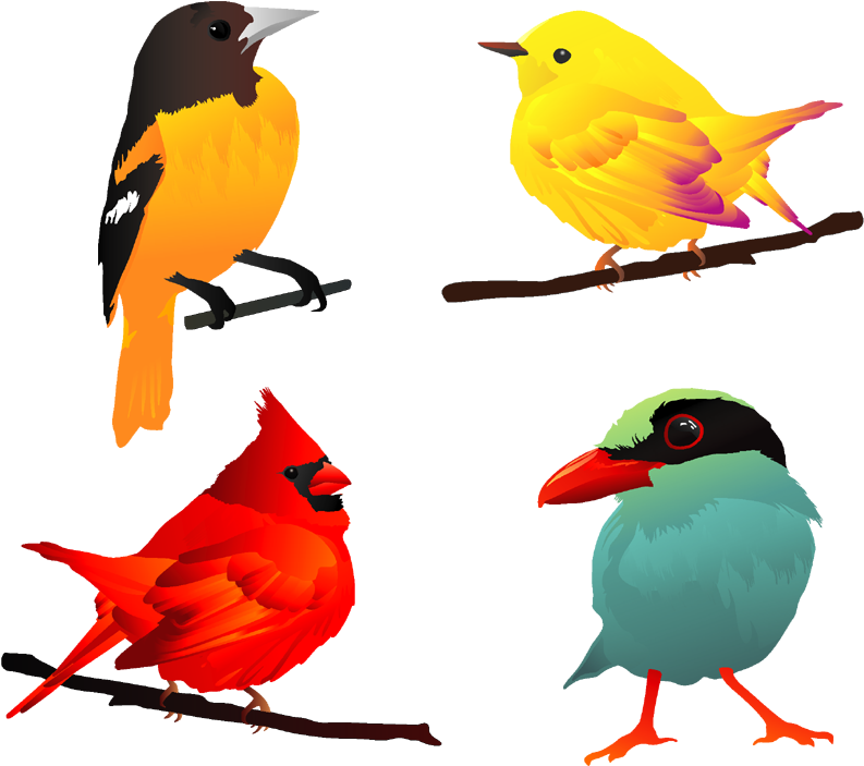 250 Free And Premium Animal Vectorsall Things Illustration - Beautiful Birds Clip Art - Png Download (700x700), Png Download