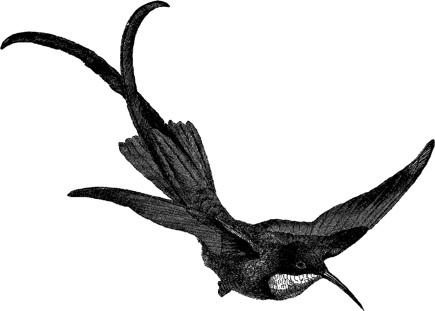 Hummingbird Bird Image Digital Download Illustration - Clip Art - Png Download (1600x1167), Png Download