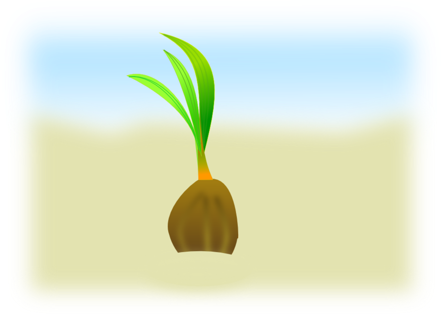 Coconut Seeds Vector Clipart Seed Clip Art - Coconut Seed Clip Art - Png Download (900x675), Png Download