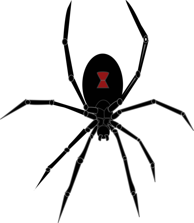 Spider Clipart Canada - Halloween Black Widow Spider - Png Download (521x600), Png Download