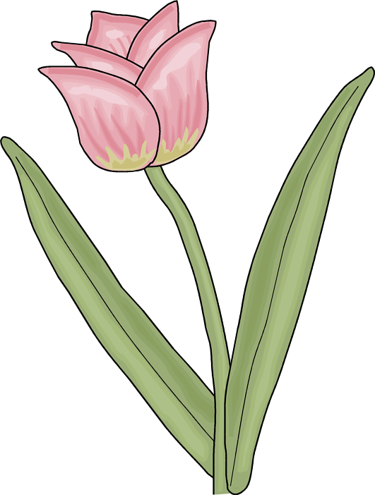 Tulip - Classroom Clipart (531x702), Png Download