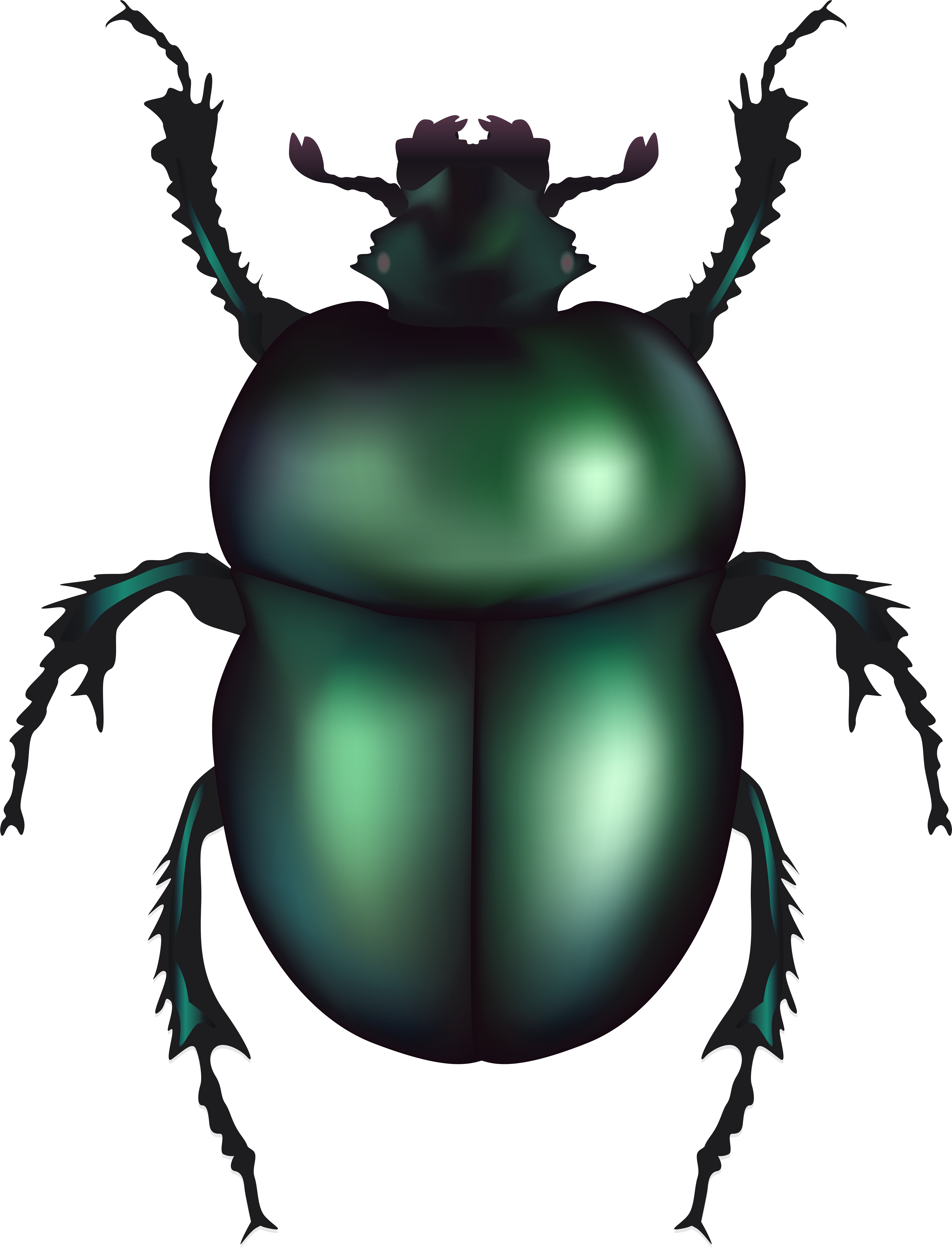 Green Rose Chafer Beetle Png Clip Art Transparent Png (6101x8000), Png Download