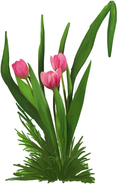Tulip Clipart (541x800), Png Download