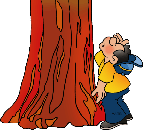 Redwood Tree Silhouette Clipart Red Wood Tree Clipart Png Download