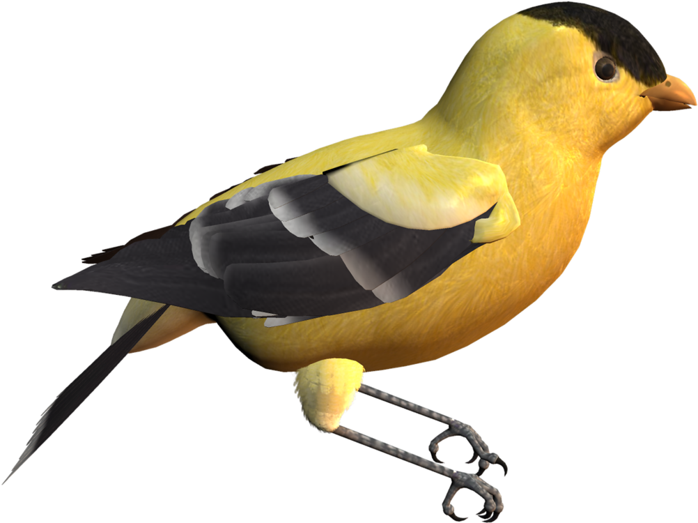 Canary Clipart Leg - Clip Art - Png Download (1024x848), Png Download