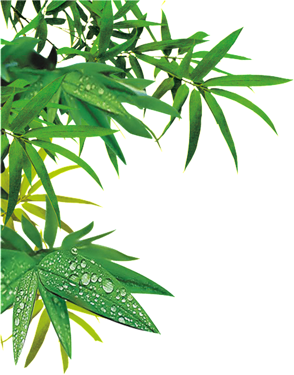 Bamboo - Hình Vẽ Lá Trúc Clipart (1024x1682), Png Download