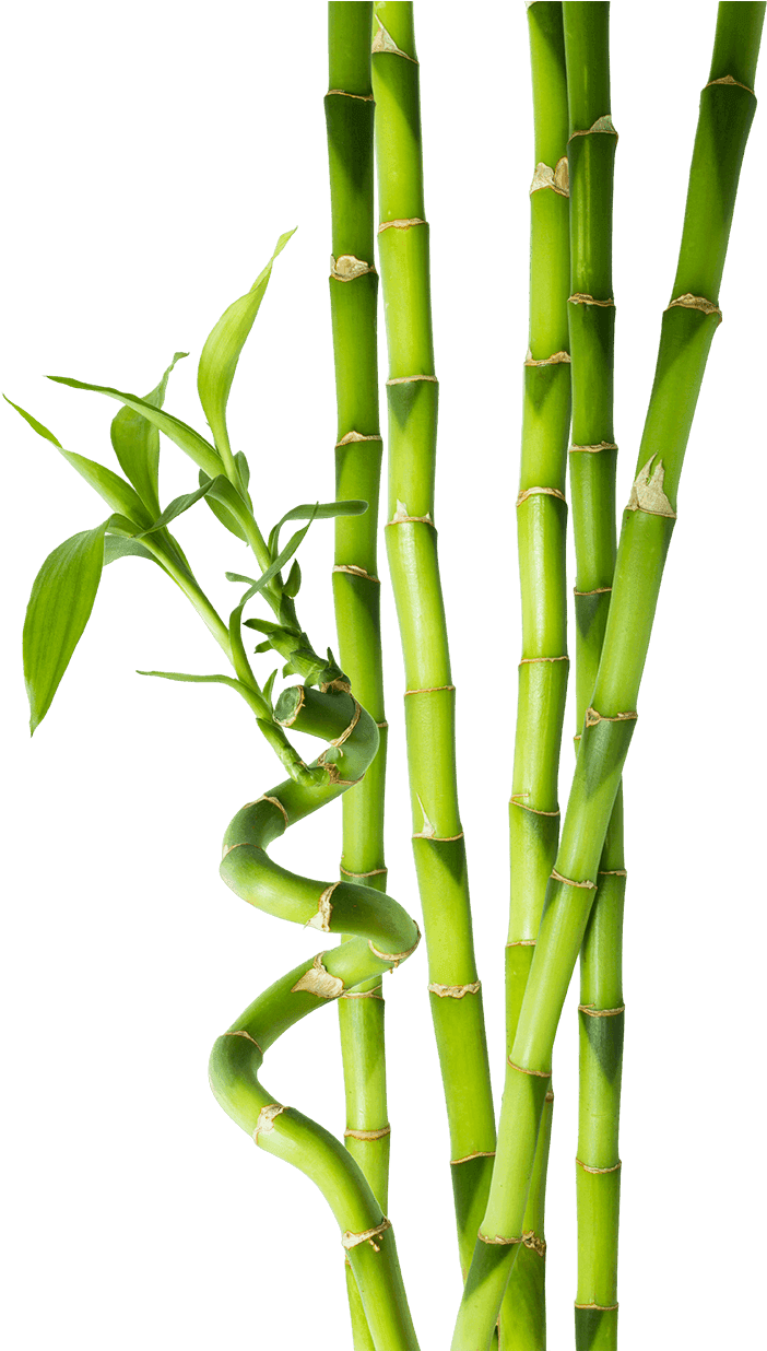 Bamboo Png - Tiges De Bambou Clipart (952x1235), Png Download