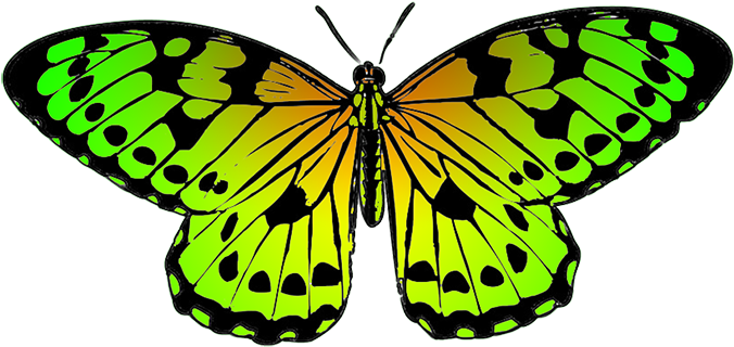 Tropical Butterfly Clipart - Color Clipart Of Butterfly - Png Download (709x469), Png Download