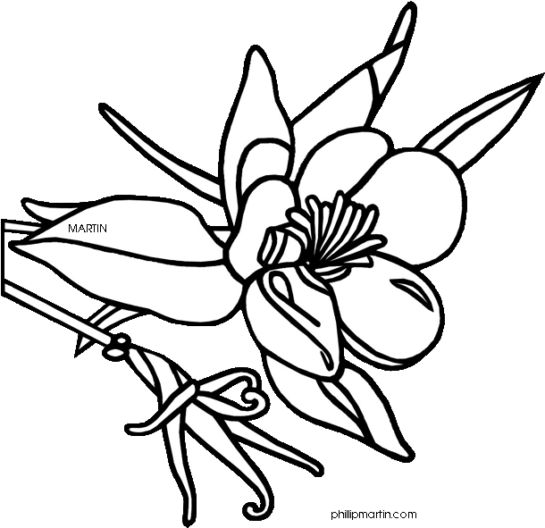 Colorado 20clipart - Colorado State Flower Drawing - Png Download (648x627), Png Download