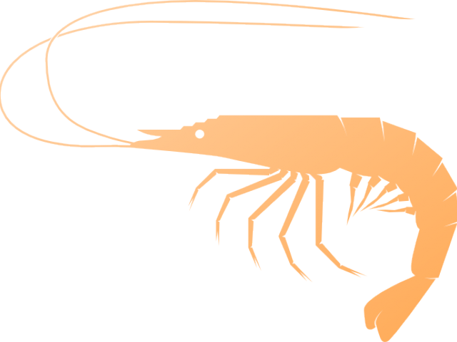 Shrimp Clipart Small Shrimp - Shrimp Clipart - Png Download (640x480), Png Download
