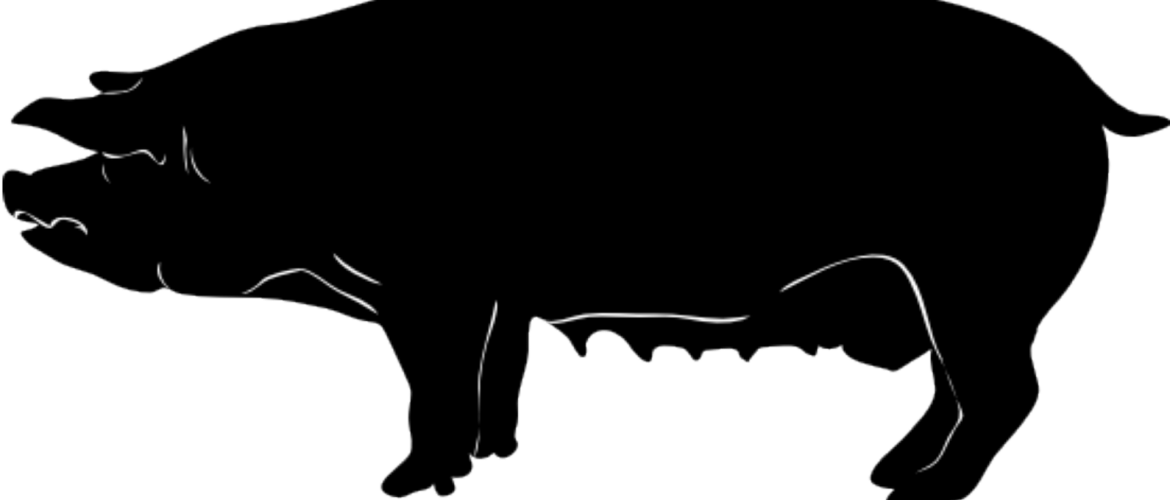 5 Barn Rules To Manage Body Condition In Sows - Pig Svg Clipart (1170x500), Png Download