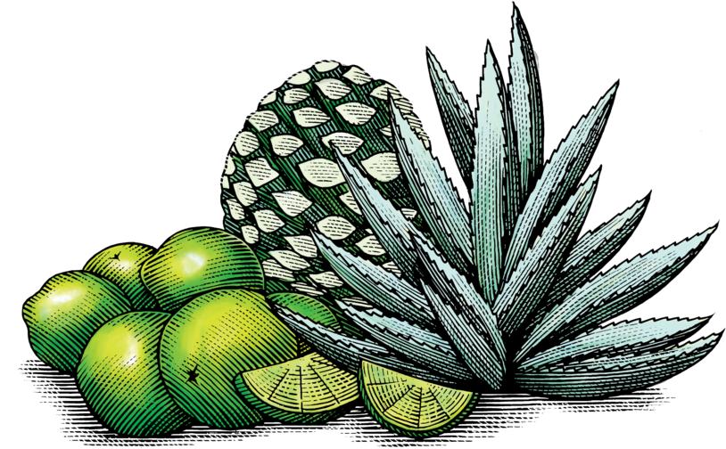 Mexican Lime & Agave - Art Clipart (1000x584), Png Download