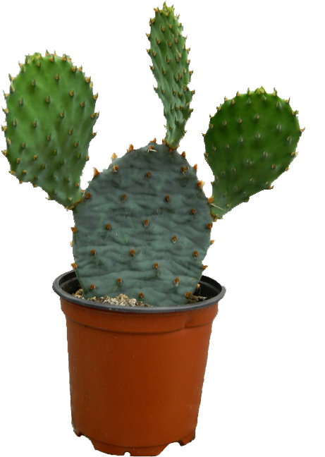 Cactus High Quality Png - Cactus Clipart (499x684), Png Download