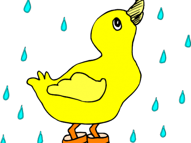 Rain Clipart Duck - Duck In A Puddle - Png Download (640x480), Png Download