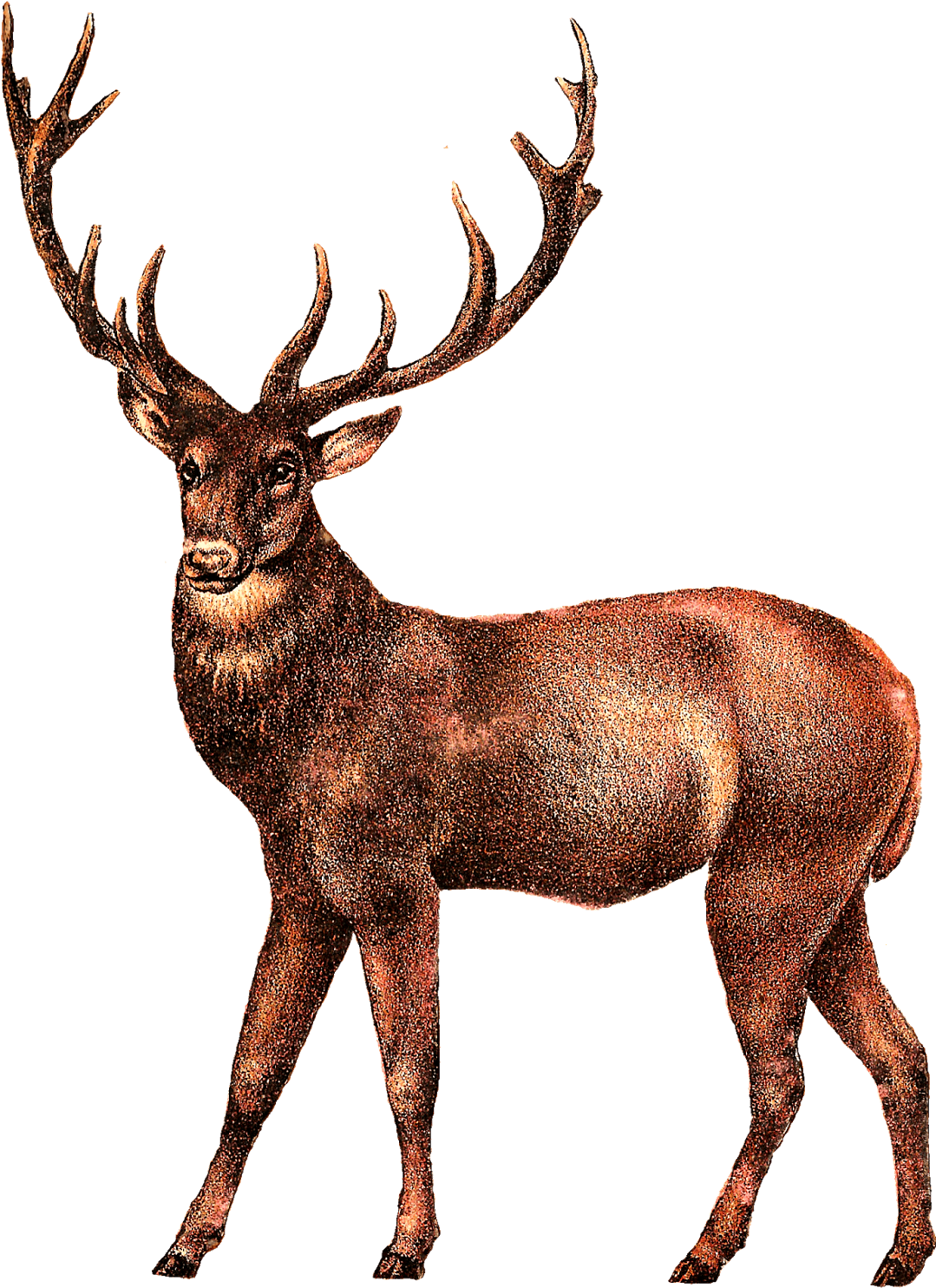 Clip Art Free Deer Transparent Png Images - Vintage Stag Illustration (1225x1600), Png Download