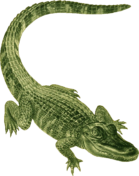 Alligator Clip Art - Alligator Green - Png Download (575x720), Png Download