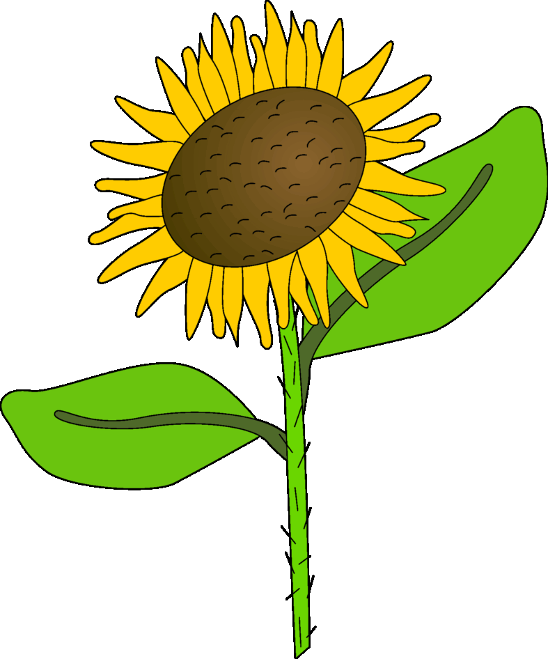 Sunflower Clip Art Images Black And White🤷 - Palabra Derivada De Sol - Png Download (787x946), Png Download
