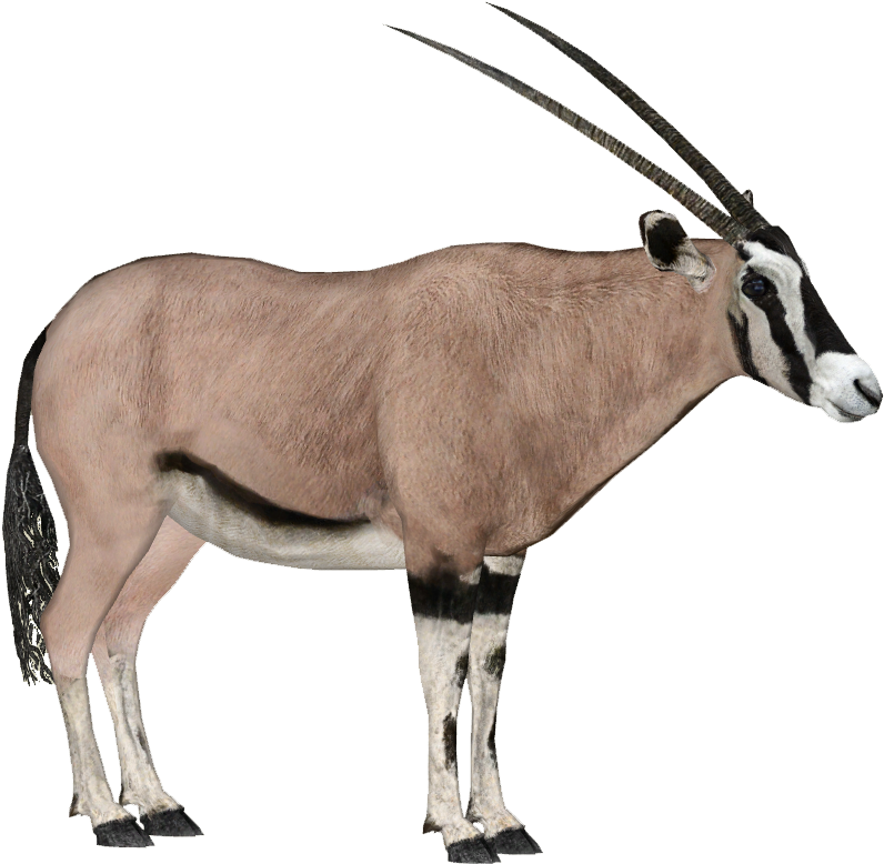 Image Beisa Oryx Dragon Unit911 Png Zt2 Download Water - Oryx Png Clipart (795x795), Png Download