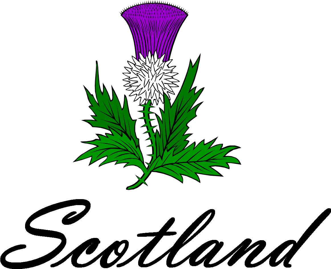 Download Thistle Cliparts Scotland Thistle Png Download (1244591