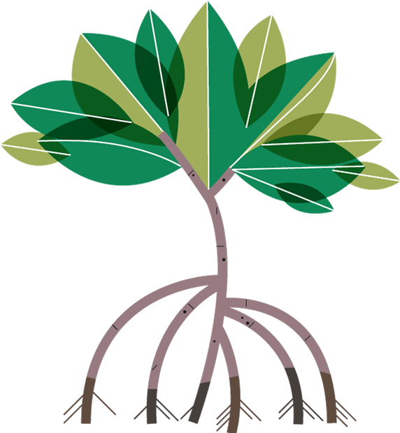 Mangrove Tree Clipart - Mangrove Trees Clipart - Png Download (574x627), Png Download