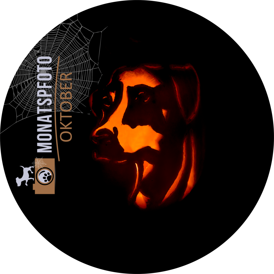Monatspfoto Oktober”halloween Im Zeichen Des Hunde-kürbis”[midoggy] - Dog Clipart (1038x1038), Png Download