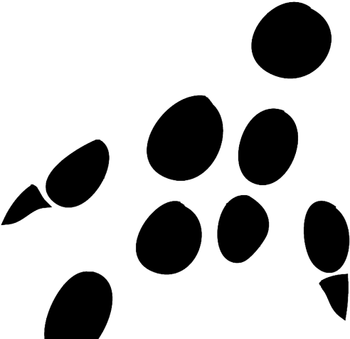 Footprint Clipart Rat - Transparent Hedgehog Footprints - Png Download (640x480), Png Download