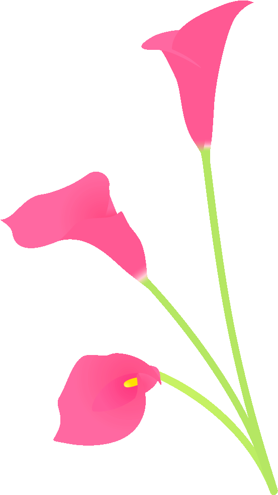 Pin Poinsettia Flower Delivery Brisbane Flowers Cake Giant White Arum