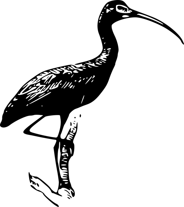 Stork Vector 20, Buy Clip Art - Ibis Black And White Clipart - Png Download (638x720), Png Download