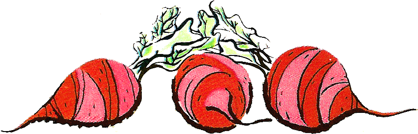 Antique Images - Beets - Drawing Clipart (934x391), Png Download