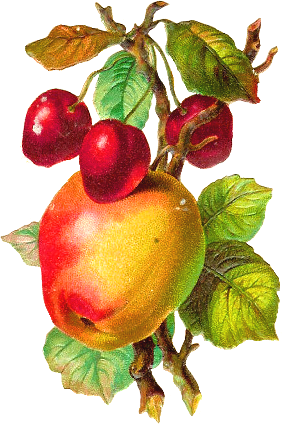 Free Fruit Clip Art - Apple Fruit Vintage Png Transparent Png (1127x1600), Png Download