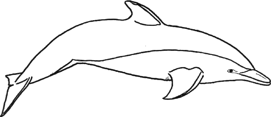 Dolphin Pictures To Color Clipart Common Bottlenose - Colouring Sheet Of Dolphin - Png Download (899x389), Png Download