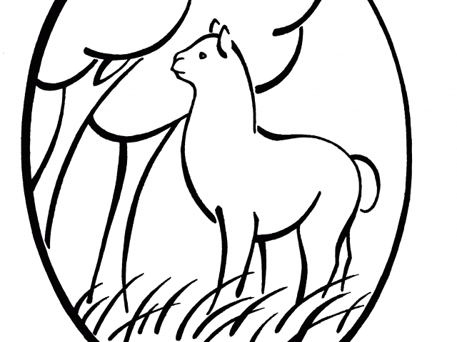 Head Clipart Alpaca - Facebook - Png Download (640x480), Png Download