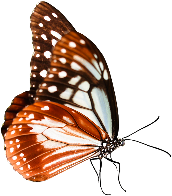 Cartoon Monarch Butterfly 22, Buy Clip Art - Schmetterlings-sammlungs-collage Getränkeuntersetzer - Png Download (960x720), Png Download