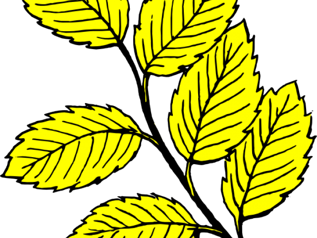 Leaf Clipart Lavender Clipart Leaf Yellow Birch - Leaves Clip Art - Png Download (640x480), Png Download