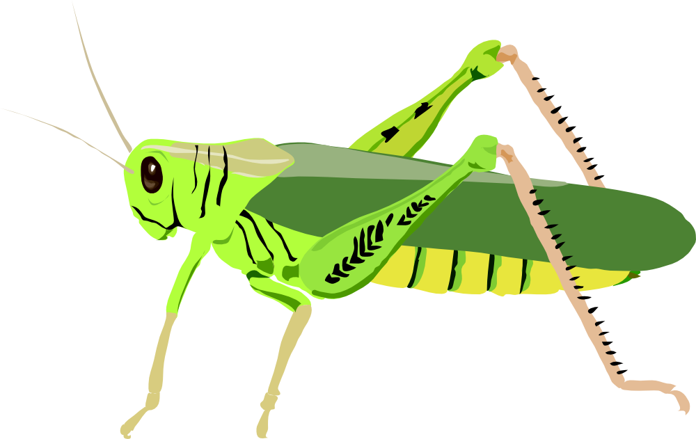 Clip Art Details - Grasshopper Clipart - Png Download (1000x631), Png Download