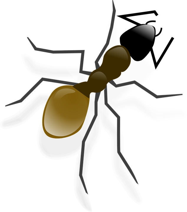 Ant Clip Art - Png Download (522x593), Png Download