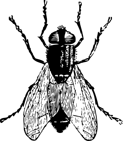 Fly Clip Art - Png Download (522x595), Png Download