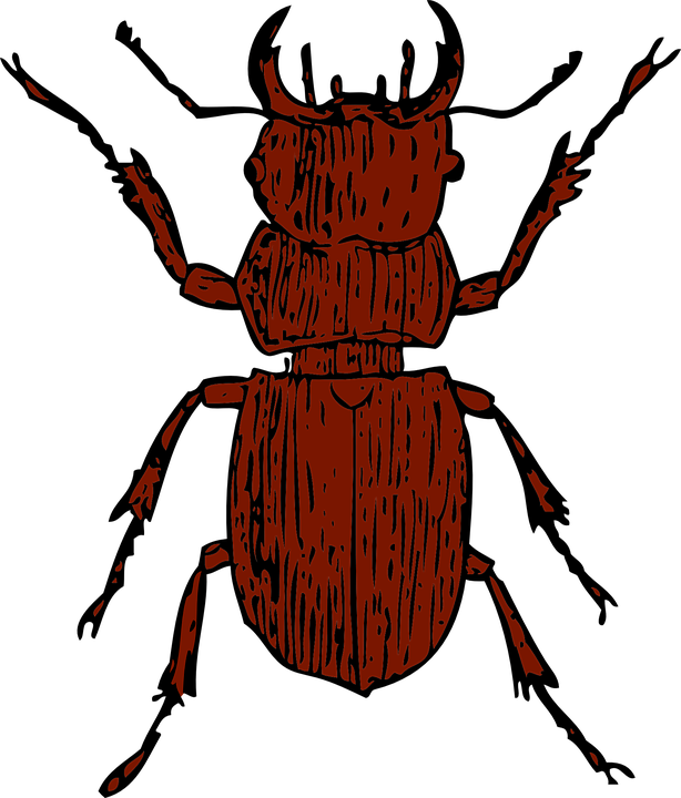 Beelte Clipart Water Beetle - Stag Beetle Clipart - Png Download (614x720), Png Download
