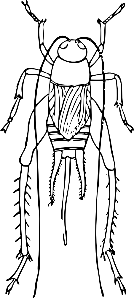 Cricket - Cricket Outlines Clipart (452x1000), Png Download