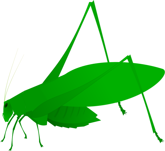 263 × 240 Pixels - Amblycorypha Oblongifolia Clipart (657x600), Png Download