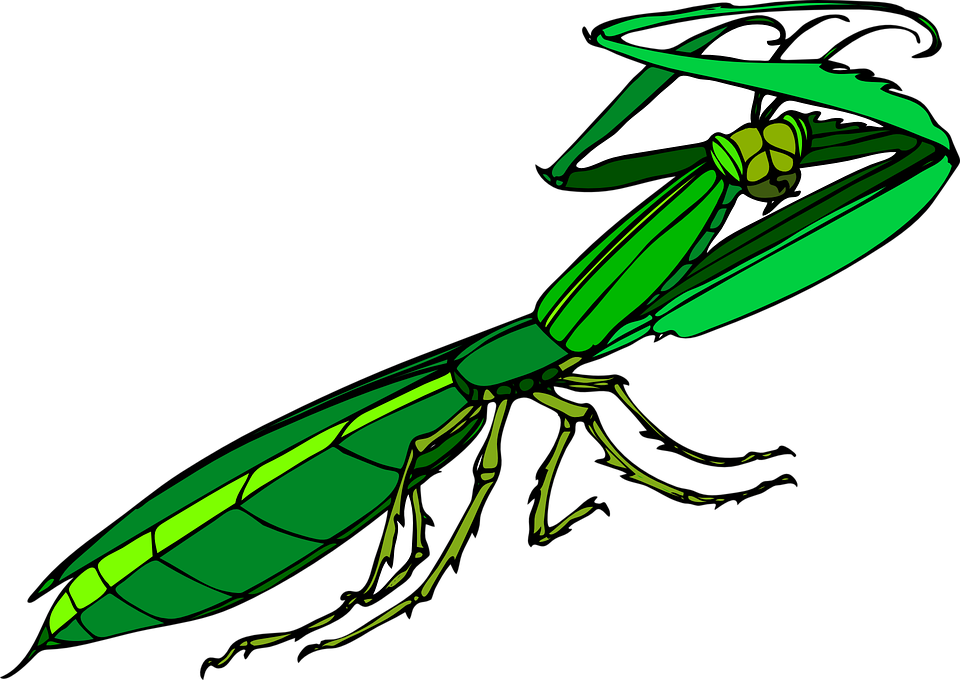 Free Butterfly Insect Free Vector Butterfly Free Praying - Praying Mantis With Wings Open Vector Clipart (800x566), Png Download
