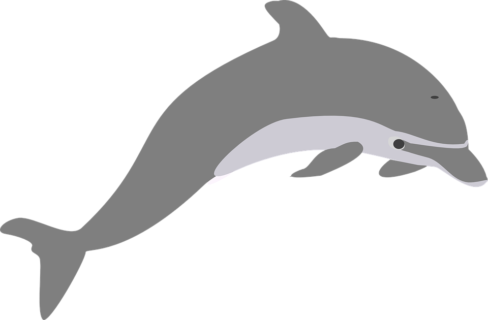Bottlenose Dolphin Clipart Strong - Grey Dolphin Clipart - Png Download (960x630), Png Download