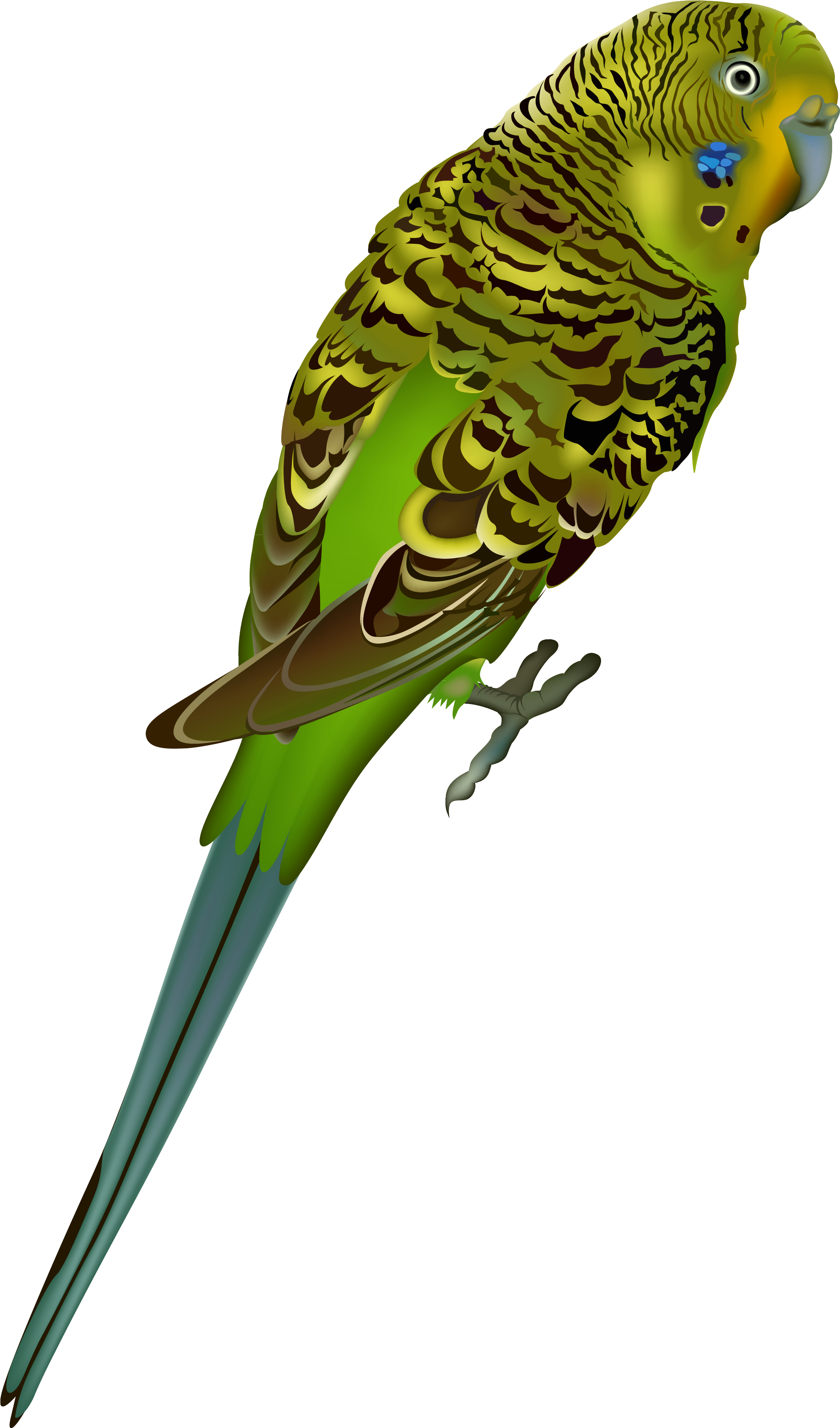 Birds Png Images Free Download Bird - Parakeet Png Transparent Clipart (2216x3769), Png Download