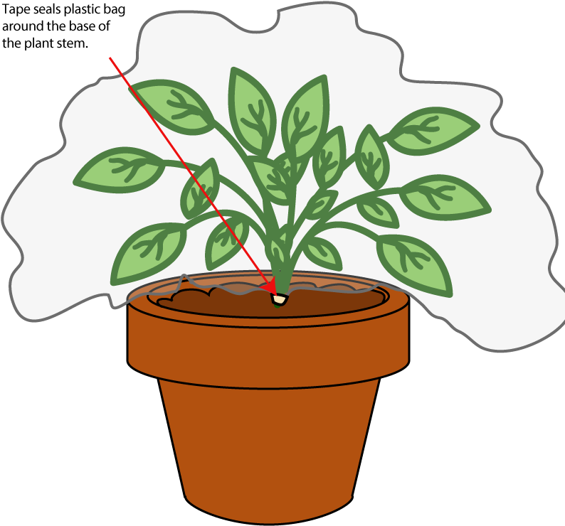 Transpiration Experiment - Transpiration Experiment Using Plastic Bags Clipart (800x800), Png Download