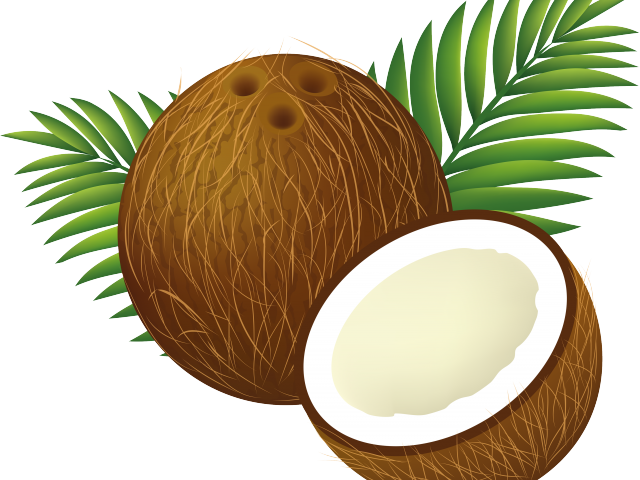 Coconut Clipart Clip Art - Clip Art Coconut - Png Download (640x480), Png Download