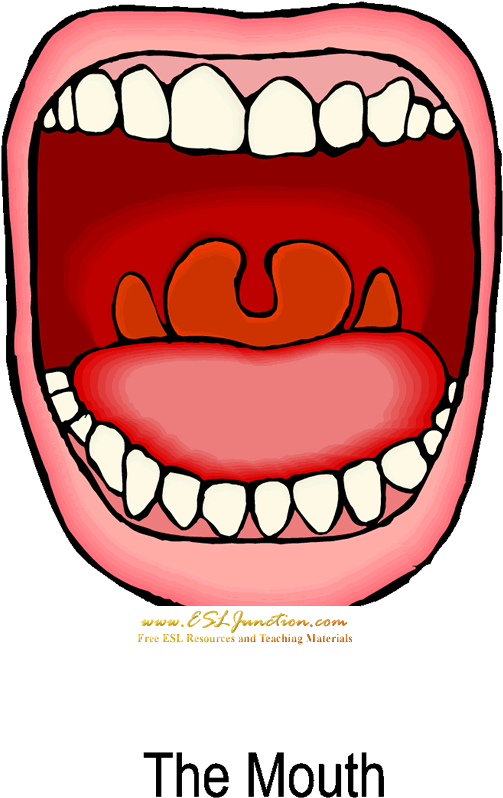 Mouth Clip Art Free Clipart Images - Mouth Free Clip Art - Png Download (574x800), Png Download